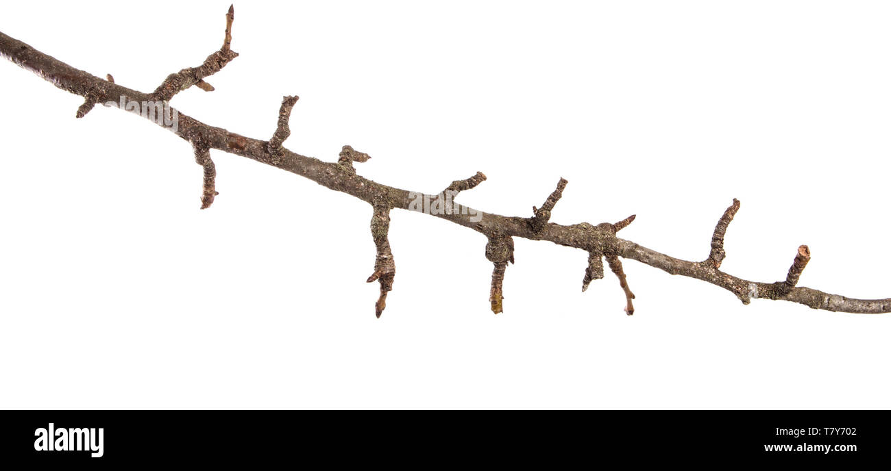 12.2005 sec pear tree branch. isolated on white Banque D'Images