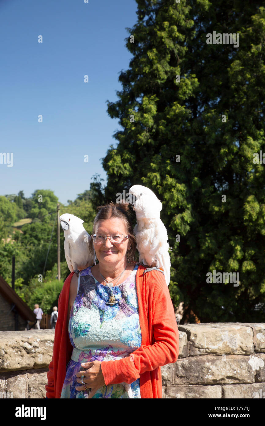 Bizarre, excentrique femme âgée avec ses animaux de compagnie loin de la maison, un perroquet sur chaque épaule, en été soleil voyageant sur le chemin de fer d'époque de Severn Valley. Banque D'Images