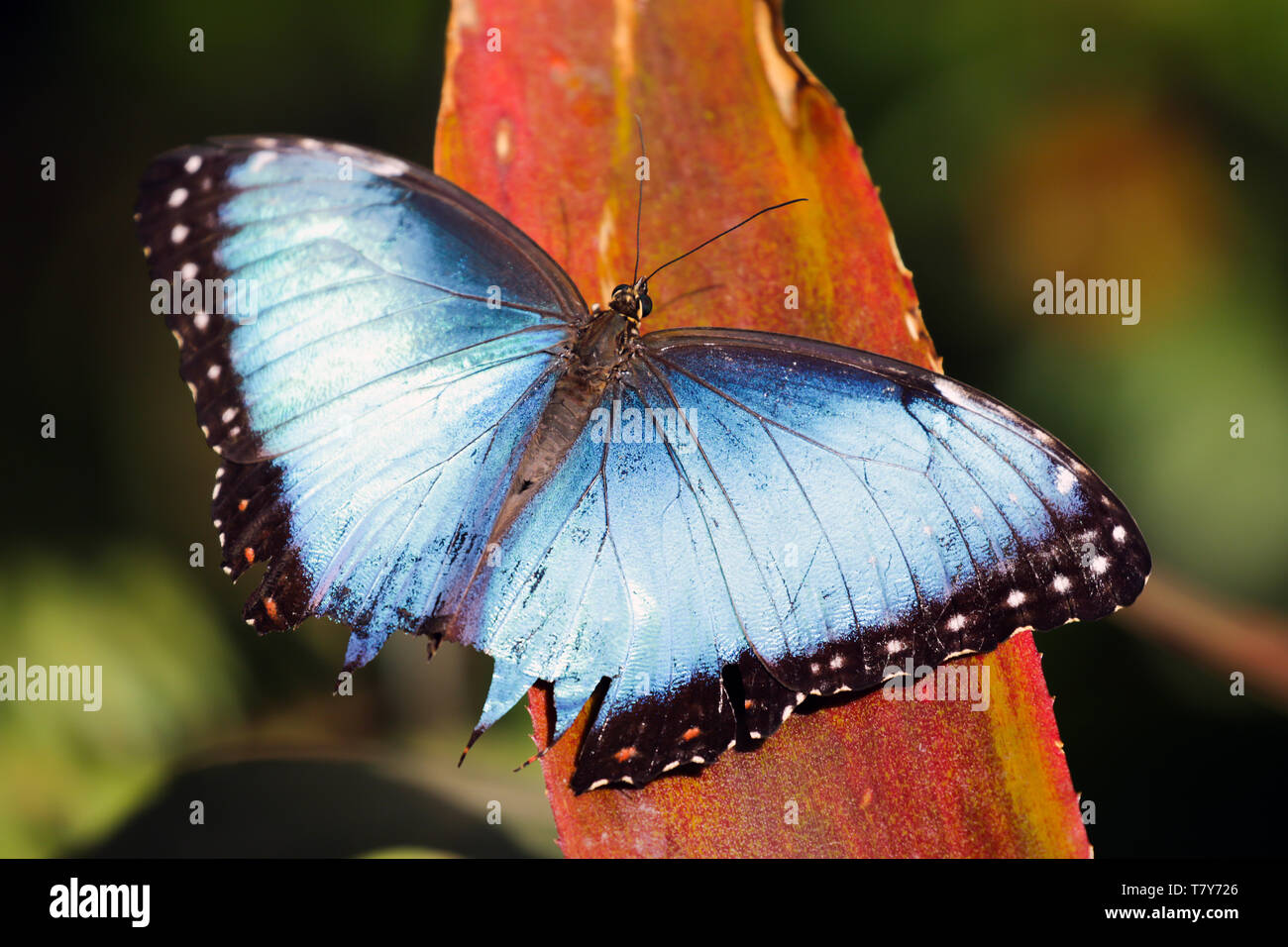 Papillon Morpho bleu, trouvé au Costa Rica, Amérique Centrale Banque D'Images