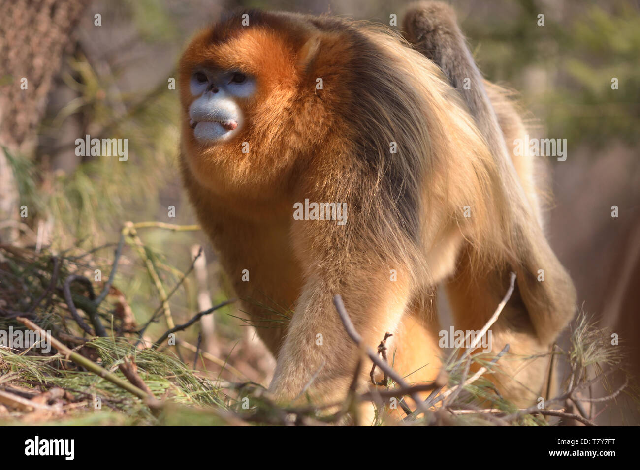 Mâle Golden snub-nosed (Rhinopithecus roxellana singe pour patrouiller son territoire dans les montagnes chinoises Banque D'Images