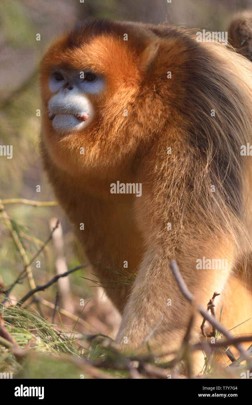 Mâle Golden snub-nosed (Rhinopithecus roxellana singe pour patrouiller son territoire dans les montagnes chinoises Banque D'Images