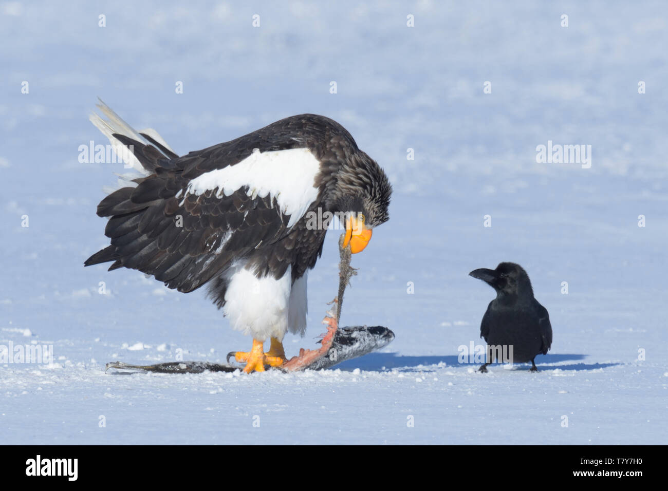 Lion de mer de Steller (Haliaeetus pelagicus) Eagel à se nourrir de poissons observé par un grand-billed Crow (Corvus macrorhynchos) Banque D'Images