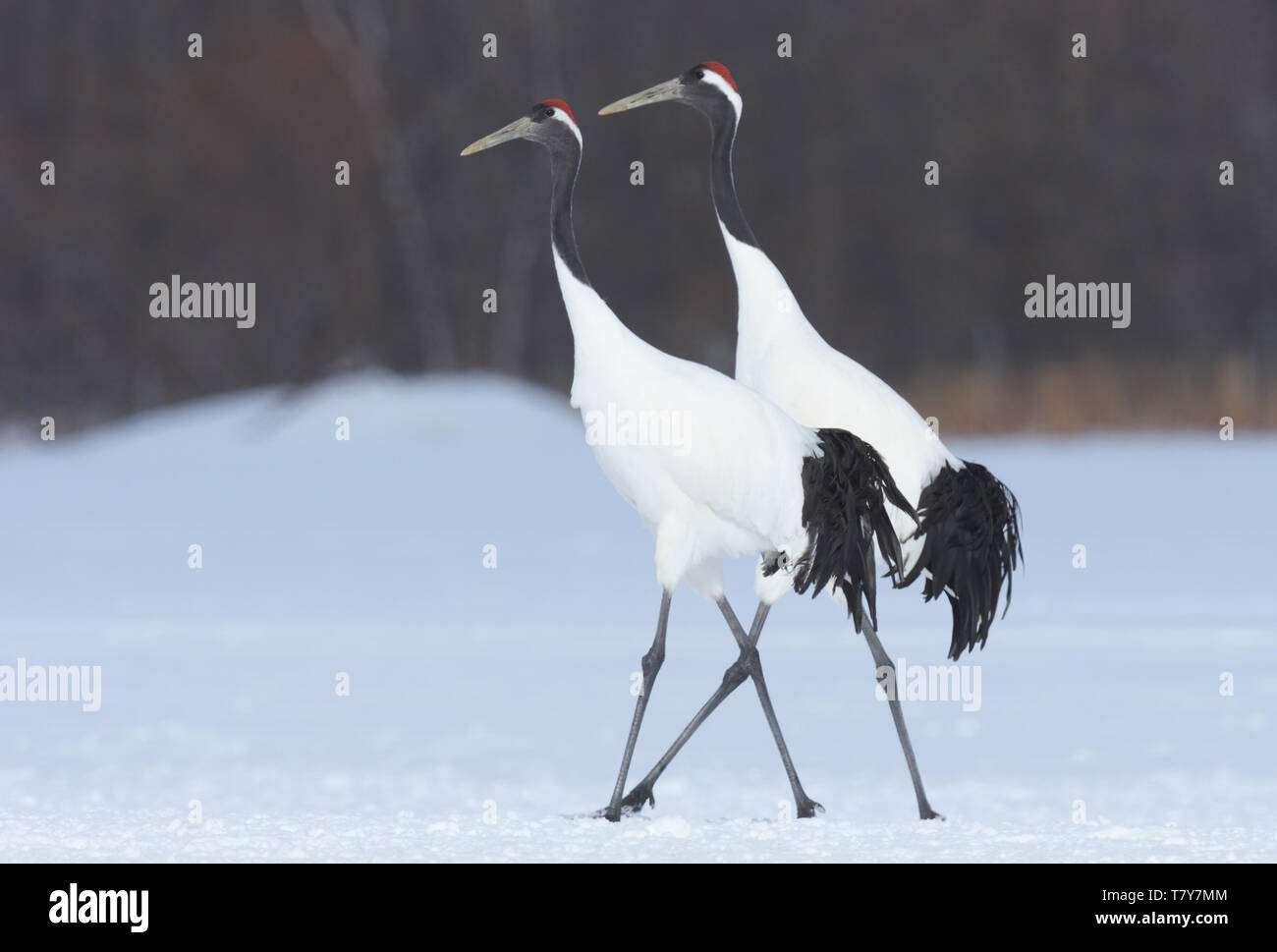 Rouge en voie de disparition-grues couronnées (Grus japonensis) dans la neige de l'hiver de l'île d'Hokkaido, Japon Banque D'Images