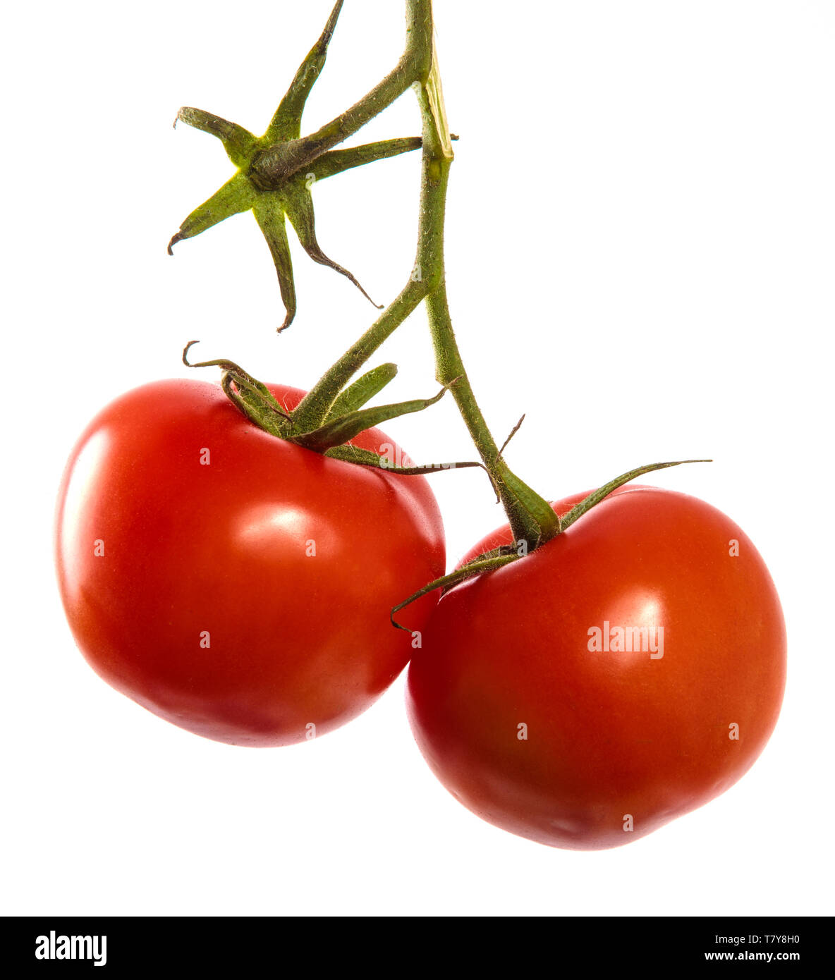 Tomates rouges mûres blanches sur une branche. Banque D'Images