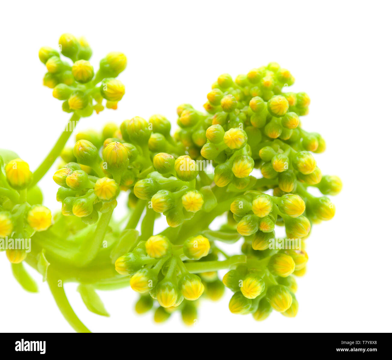La flore de Gran Canaria - Aeonium undulatum reservoir isolé sur fond blanc Banque D'Images