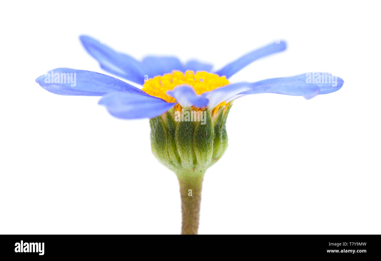 Felicia amelloides bush daisy blue flower isolated on white Banque D'Images