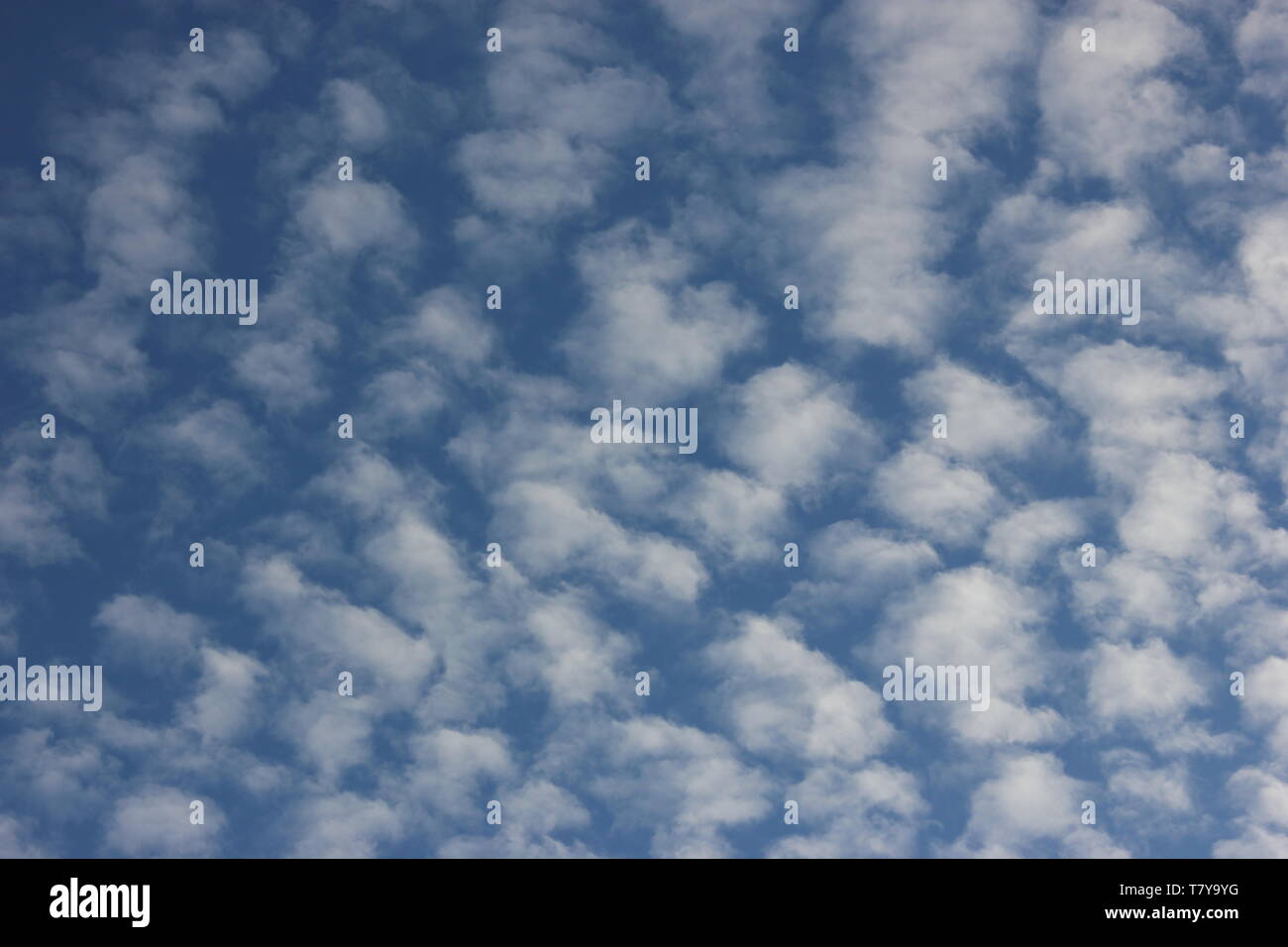 Cirrocumulus fleecy nuages sur ciel bleu. Banque D'Images