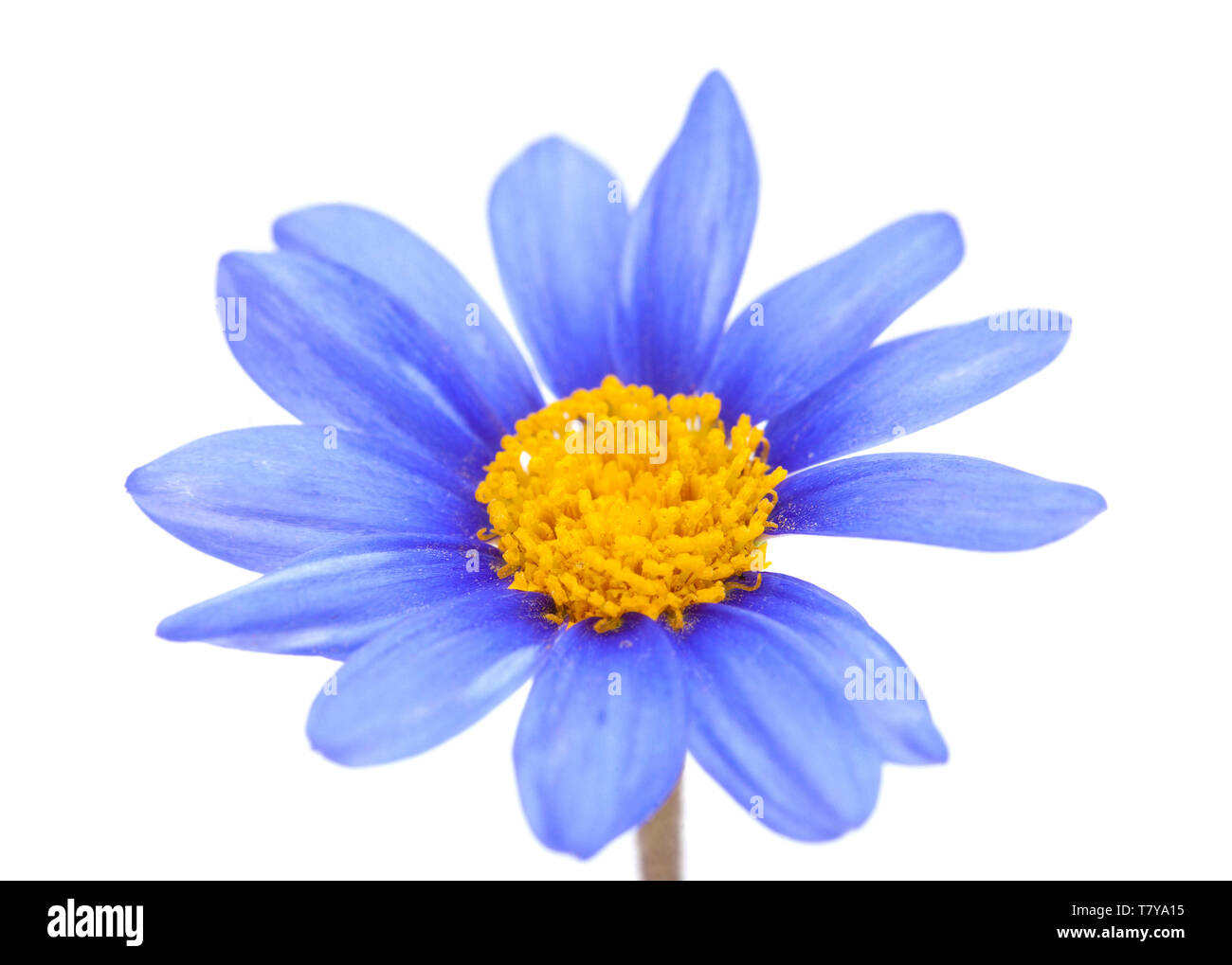 Felicia amelloides bush daisy blue flower isolated on white Banque D'Images