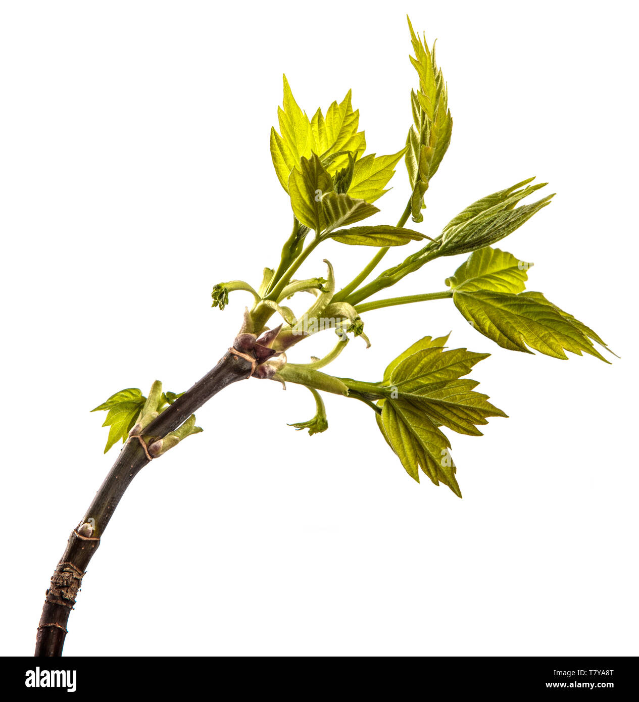 Branche de l'arbre d'érable avec de jeunes feuilles vertes. isolated on white Banque D'Images