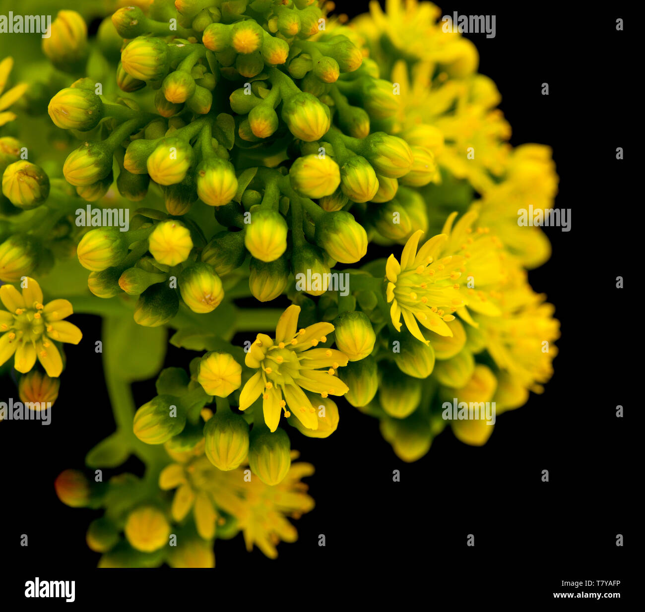 La flore de Gran Canaria - Aeonium undulatum inflorescence isolé sur fond noir Banque D'Images