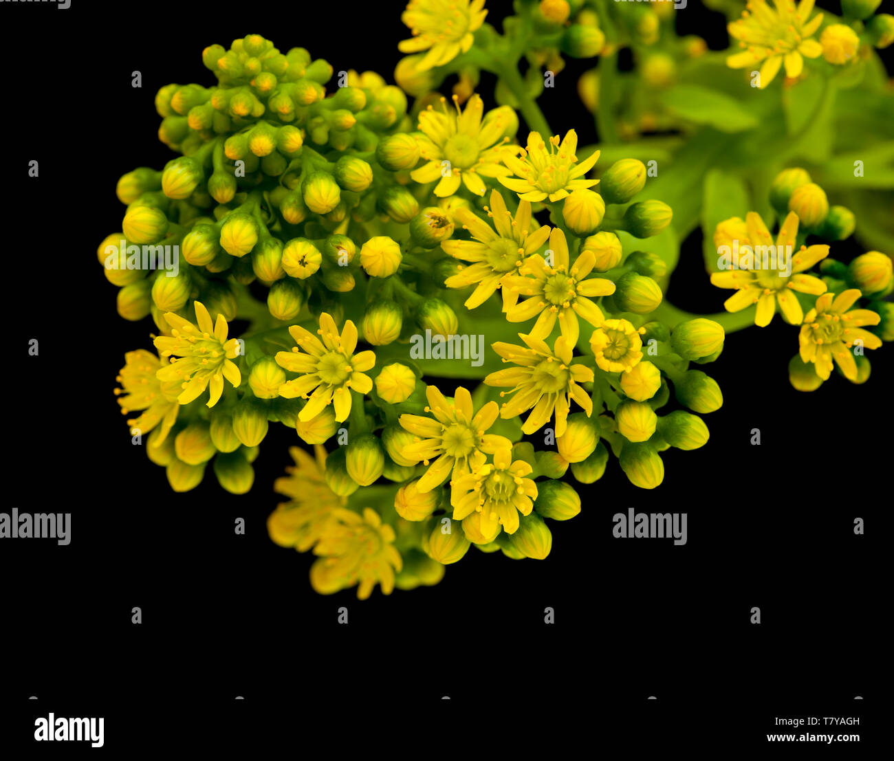 La flore de Gran Canaria - Aeonium undulatum inflorescence isolé sur fond noir Banque D'Images