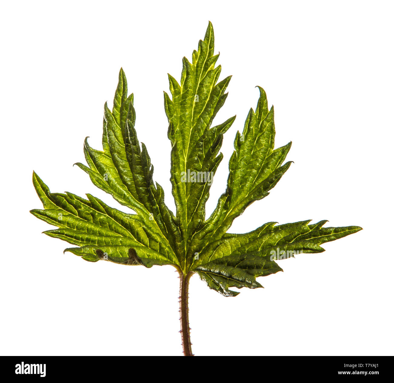 Vert feuilles d'une plante grimpante. isolated on white Banque D'Images