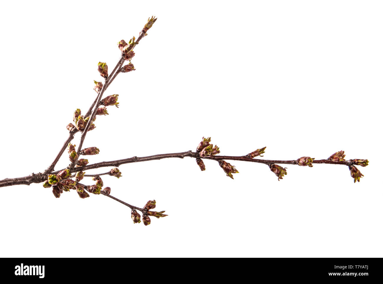 Branche de cerisier avec gonflement des bourgeons en fleurs. isolated on white Banque D'Images