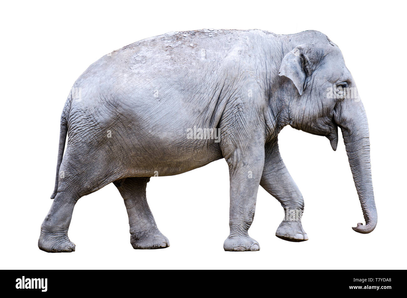 Un éléphant d'Asie (Elephas maximus), isolé sur fond blanc Banque D'Images