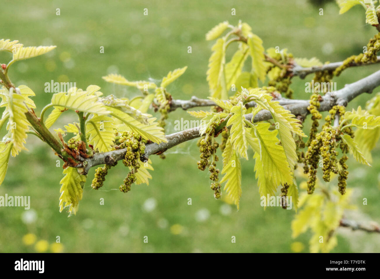 Nouvelles feuilles fraîches, chêne Quercus x deamii catkins Banque D'Images
