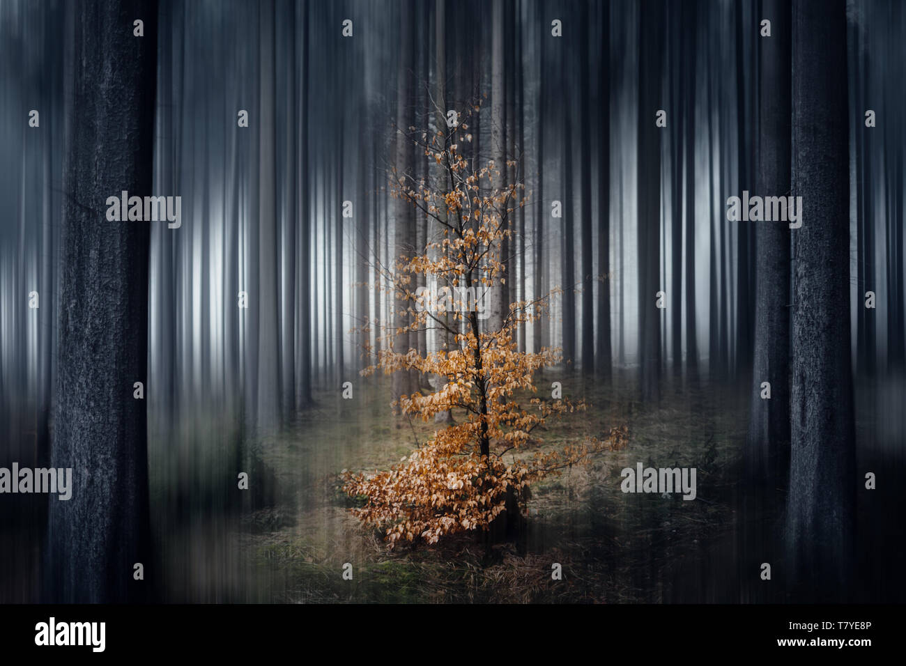 Petit arbre coloré est debout dans une sombre forêt effrayante ; effet de mouvement floue Banque D'Images