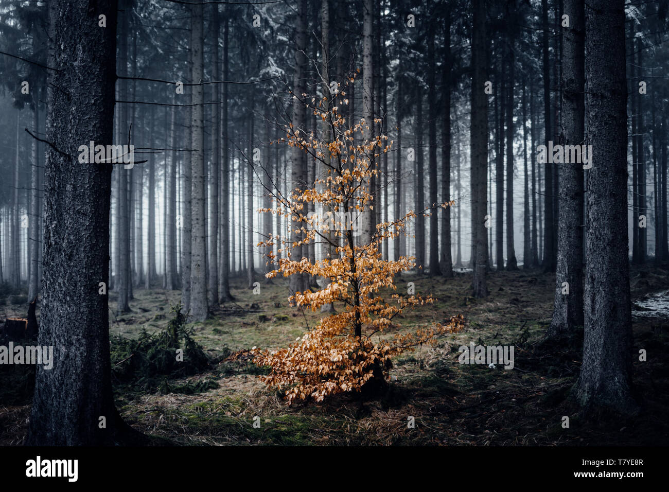 Petit arbre coloré est debout dans une sombre forêt effrayant Banque D'Images