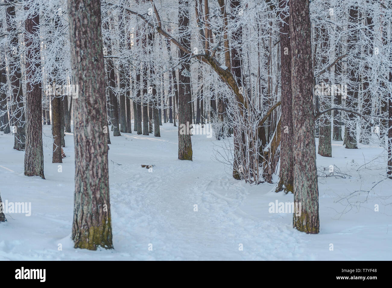 Arbres d'hiver couverte de givre. Chemin couvert de neige se cache derrière les arbres. La Lettonie. Mer Baltique. Banque D'Images