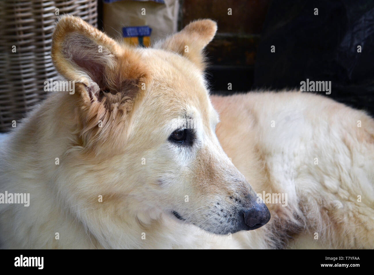 Senior female white shepard Banque D'Images
