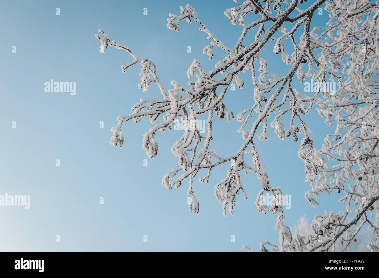 Les branches des arbres contre le ciel bleu. Beau fond d'hiver. Banque D'Images