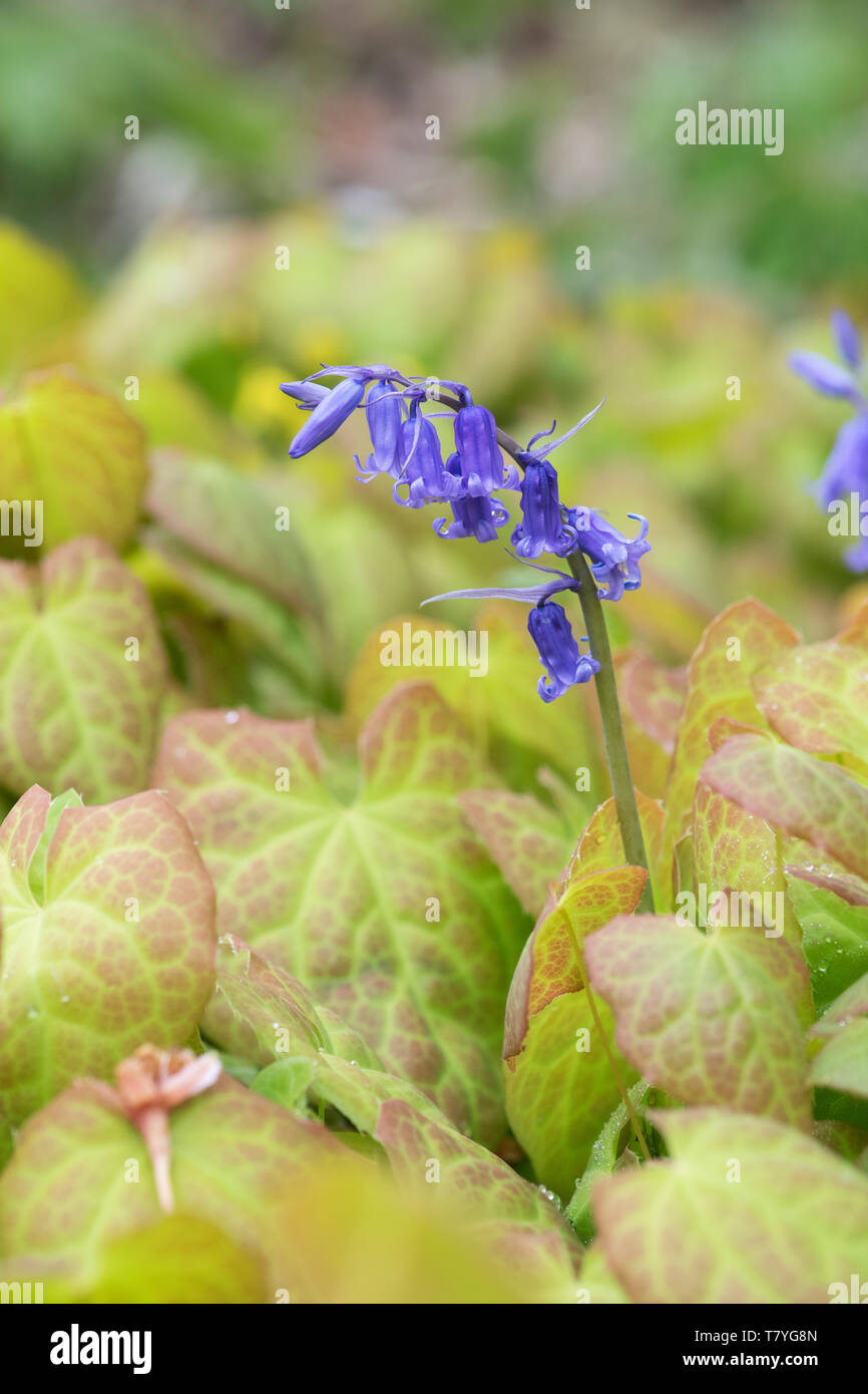 Hyacinthoides non scripta et Epimedium x perralchicum 'Fröhnleiten'. Bluebell croître par Barrenwort 'Fröhnleiten' feuilles. UK Banque D'Images