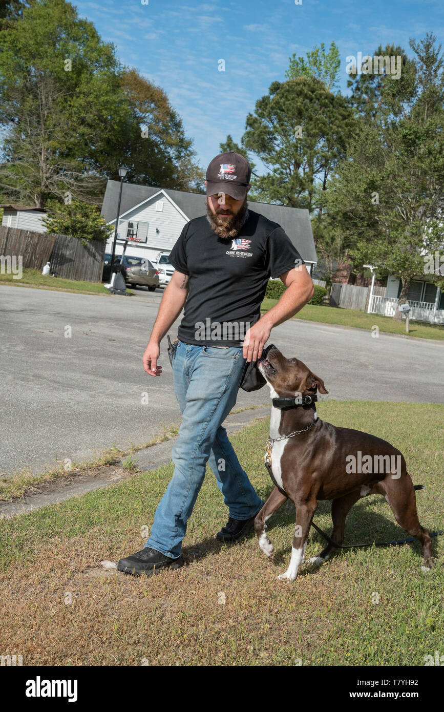 Révolution Canine dog trainer travailler avec un chien. Summerville, Caroline du Sud. Banque D'Images