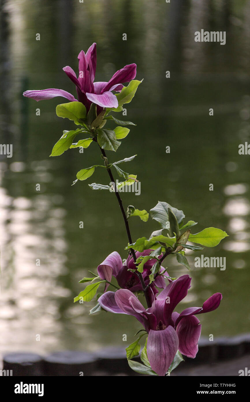 Beaux magnolias en fleurs dans le jardin en arrière-plan de printemps Banque D'Images