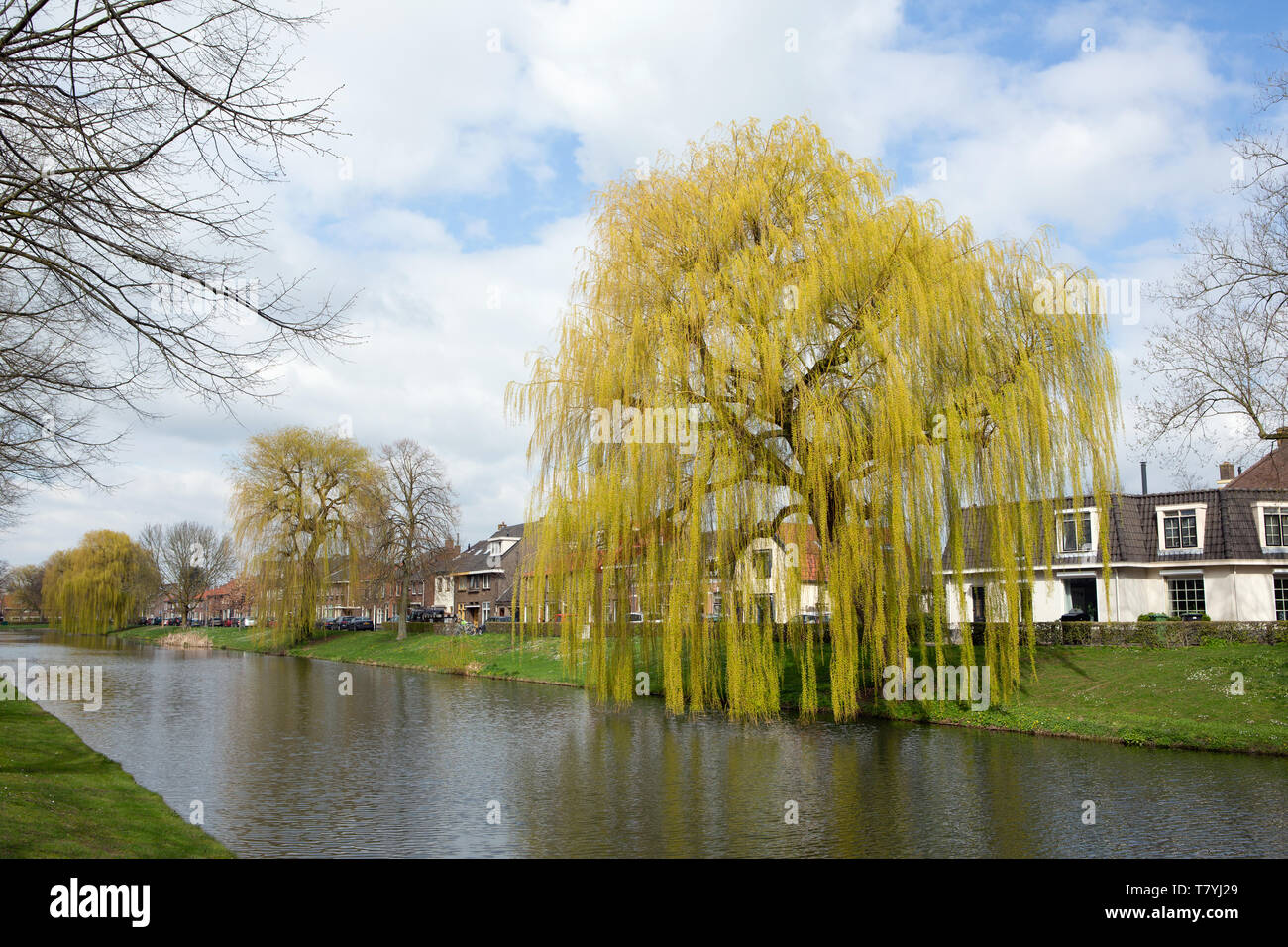 MOLENWEG, CULEMBORG, Pays-Bas - le 27 mars 2019 : Babylone ou willow - saule pleureur Salix babylonica - au début du printemps le long d'un canal. Banque D'Images