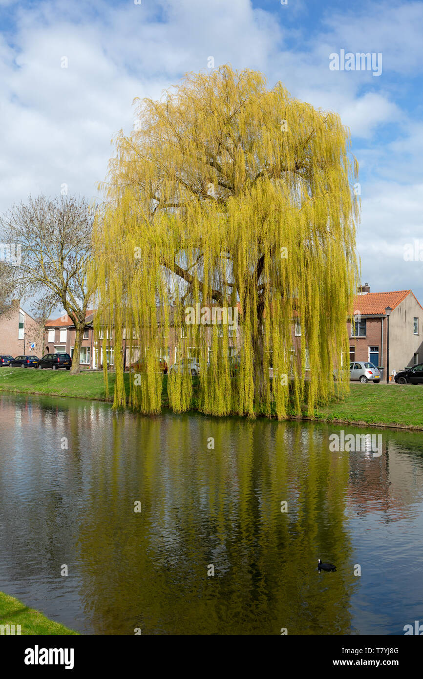 MOLENWEG, CULEMBORG, Pays-Bas - le 27 mars 2019 : Babylone ou willow - saule pleureur Salix babylonica - au début du printemps le long d'un canal. Banque D'Images