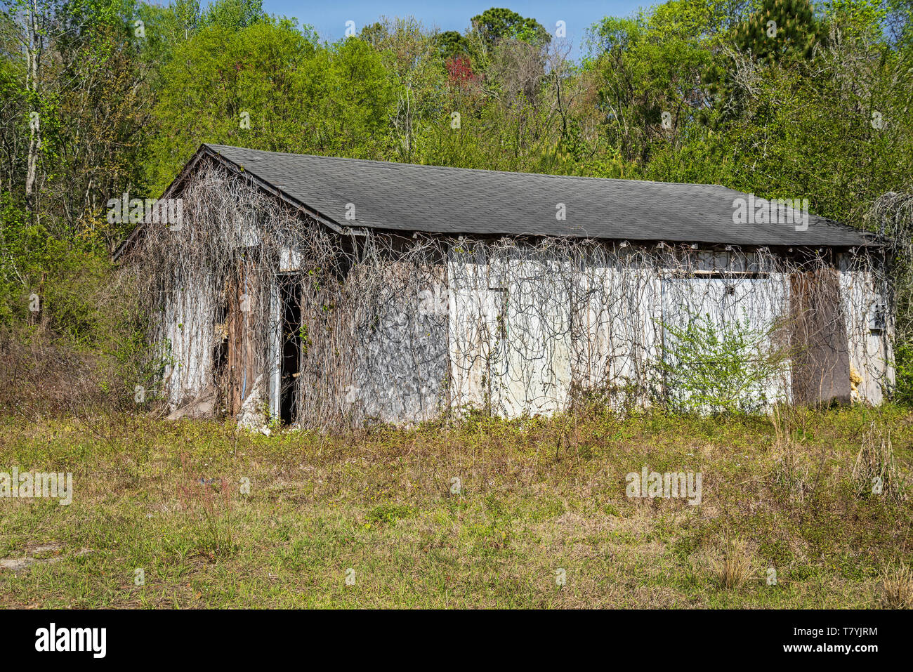 Abandonnée couverte de vignes vieux bâtiment à côté d'une autoroute dans le Bas Pays de Caroline du Sud. Banque D'Images