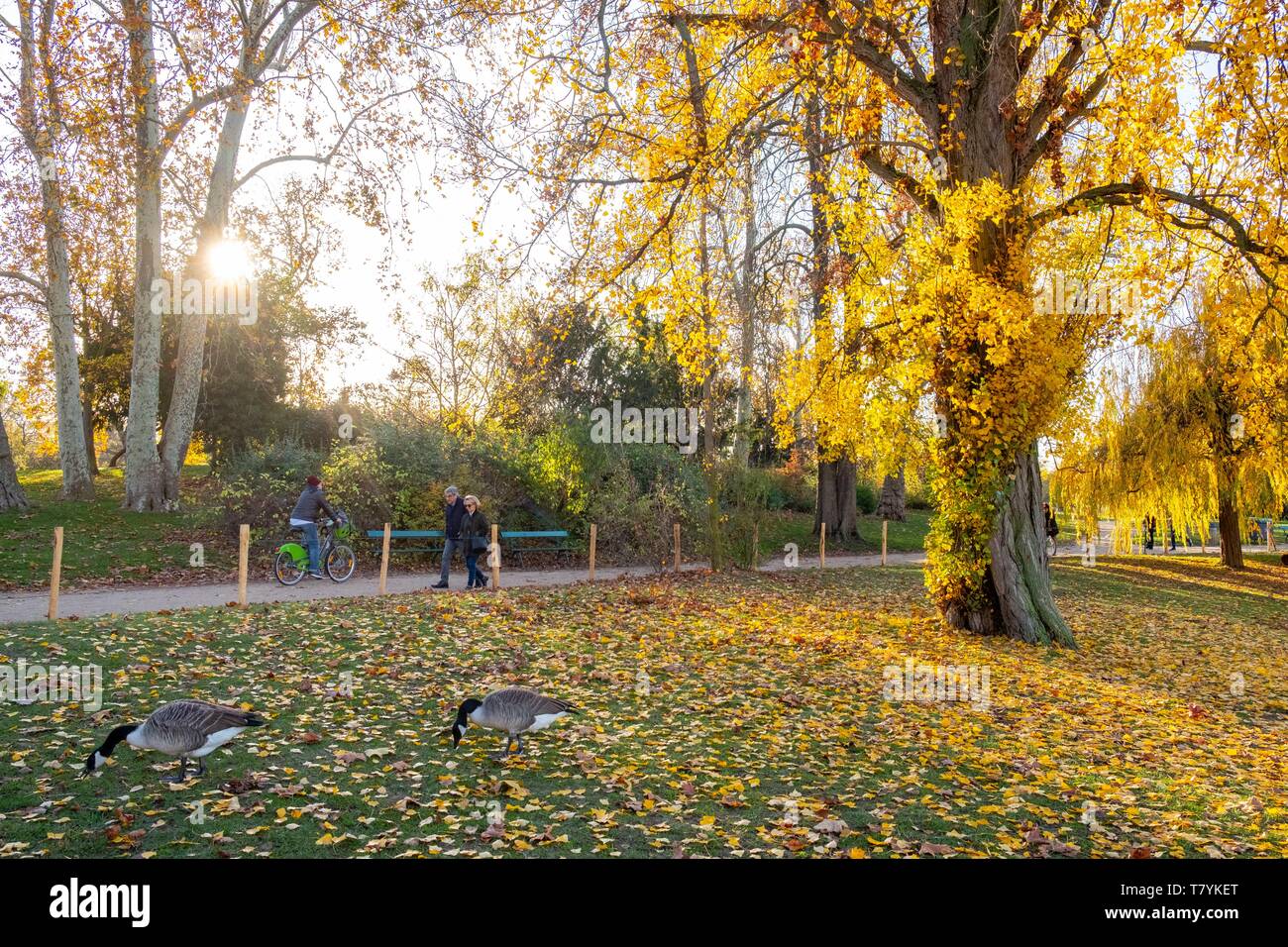 France, Paris, le Bois de Vincennes, à l'automne Banque D'Images