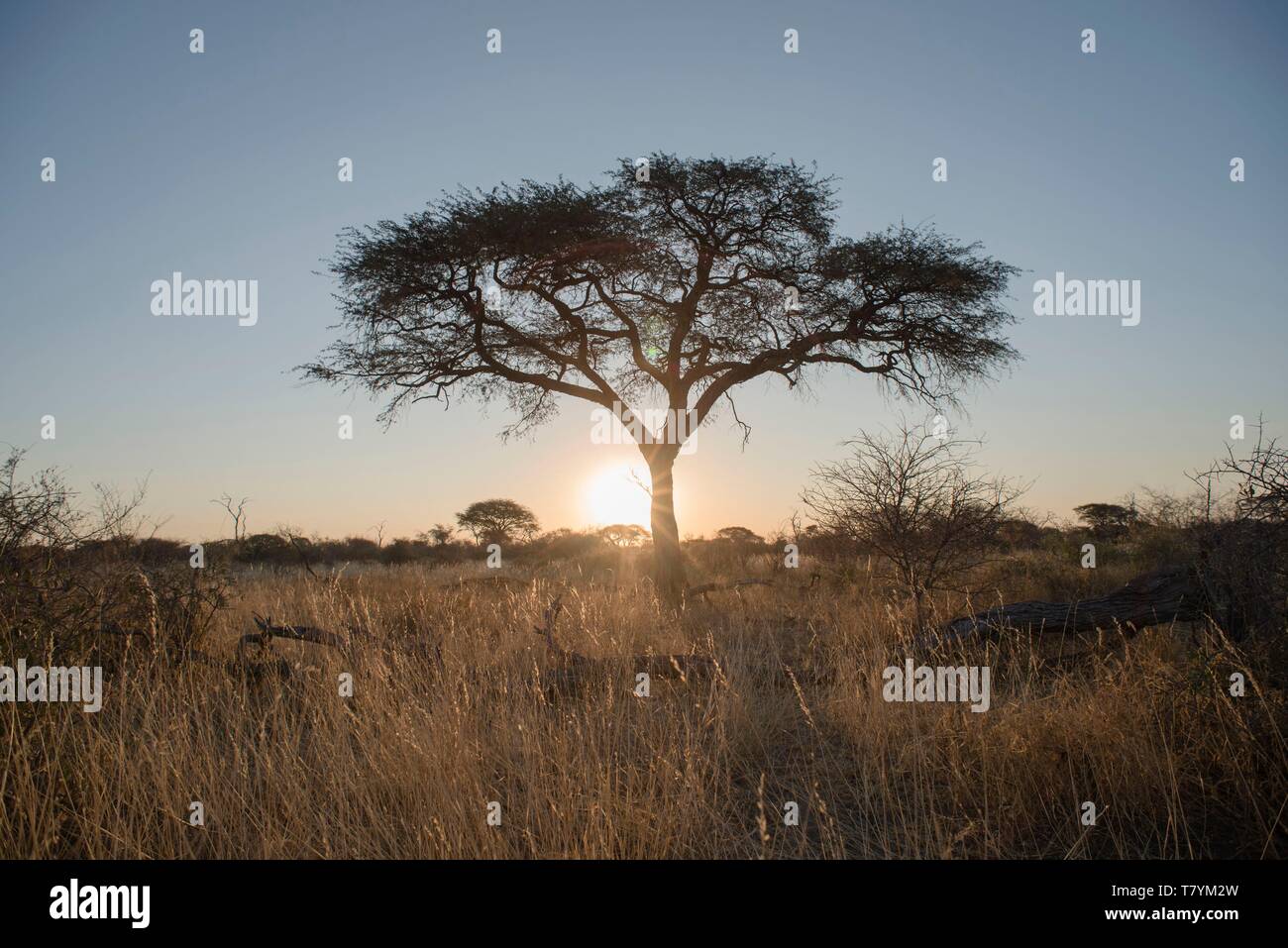 Le Botswana, Central District, Makgadikgadi Pans National Park Banque D'Images
