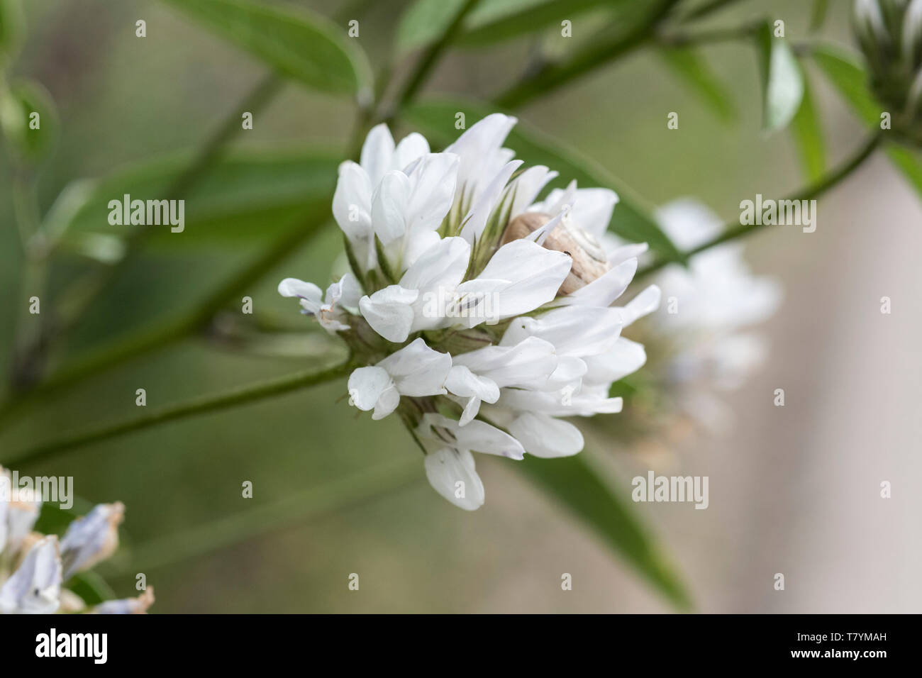 Fleurs de Psoralea morisiana, un endémique Sarde Banque D'Images