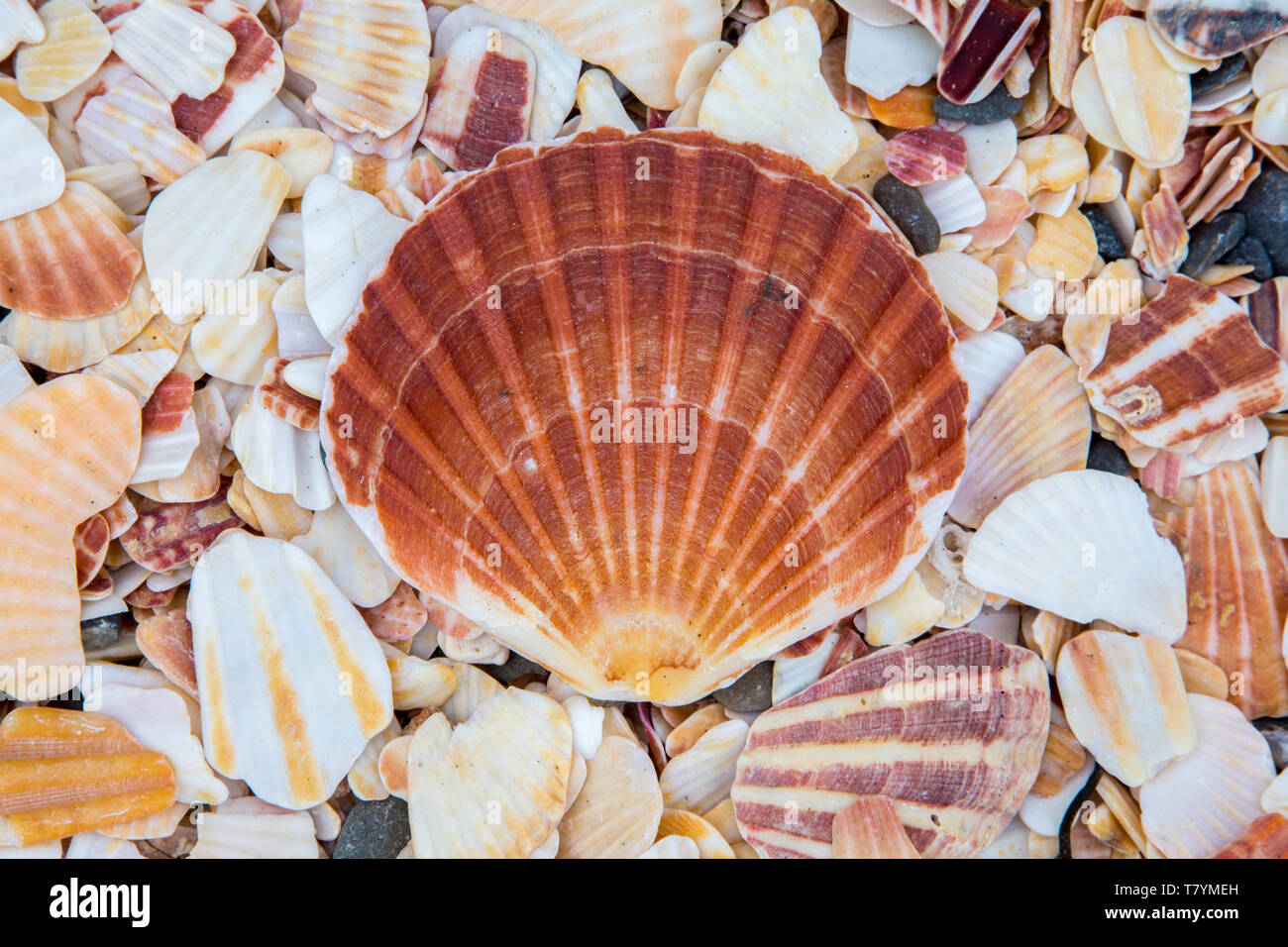 Coquille Saint-Jacques sur une plage à Peel, Ile de Man Banque D'Images