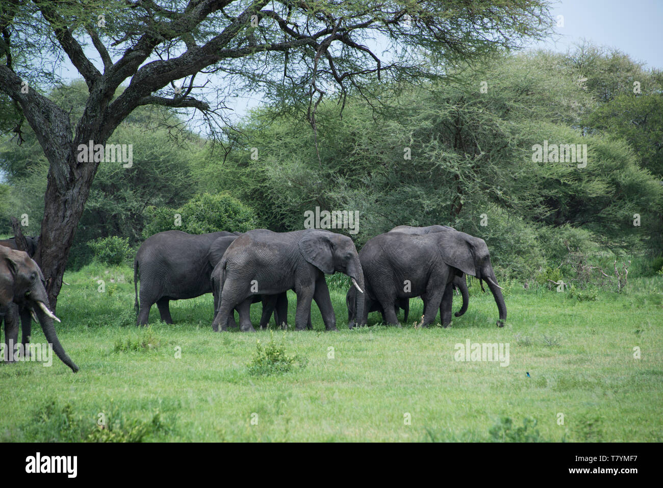 Troupeau d'éléphants d'Afrique parmi les arbres d'Acacia dans la région de Tarangire en Tanzanie, en Afrique Banque D'Images