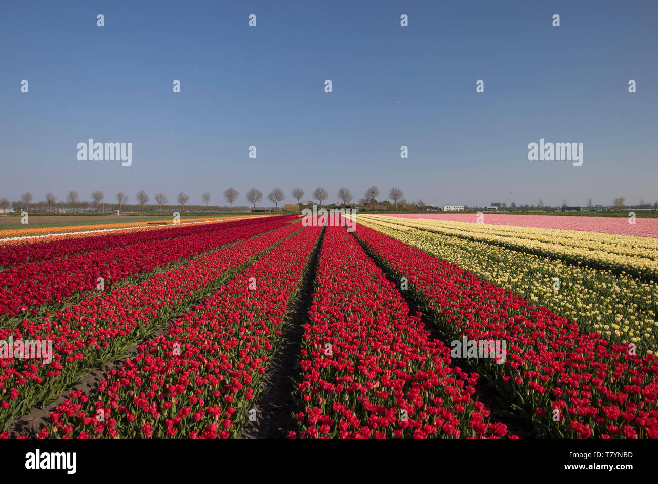 Paysage de tulipes rouges dans une rangée sur une journée de printemps ensoleillée aux Pays-Bas Banque D'Images