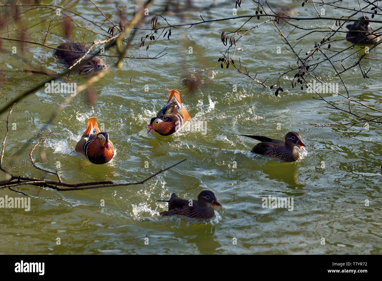 France, Val de marne, de la Marne, promenade Riverside, Bry sur Marne, le canard mandarin (Aix galericulata) et ragondin aussi connu comme le ragondin (Myocastor coypus) dans l'arrière-plan Banque D'Images