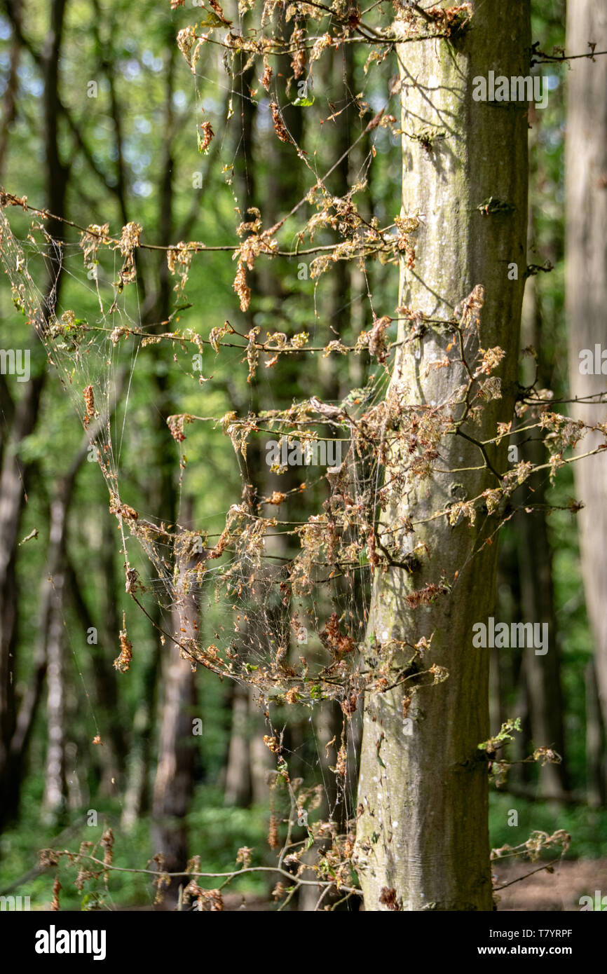 Dommage, la défoliation et le déboisement causé par un nombre élevé de l'hiver (Operophtera brumata) chenilles Banque D'Images