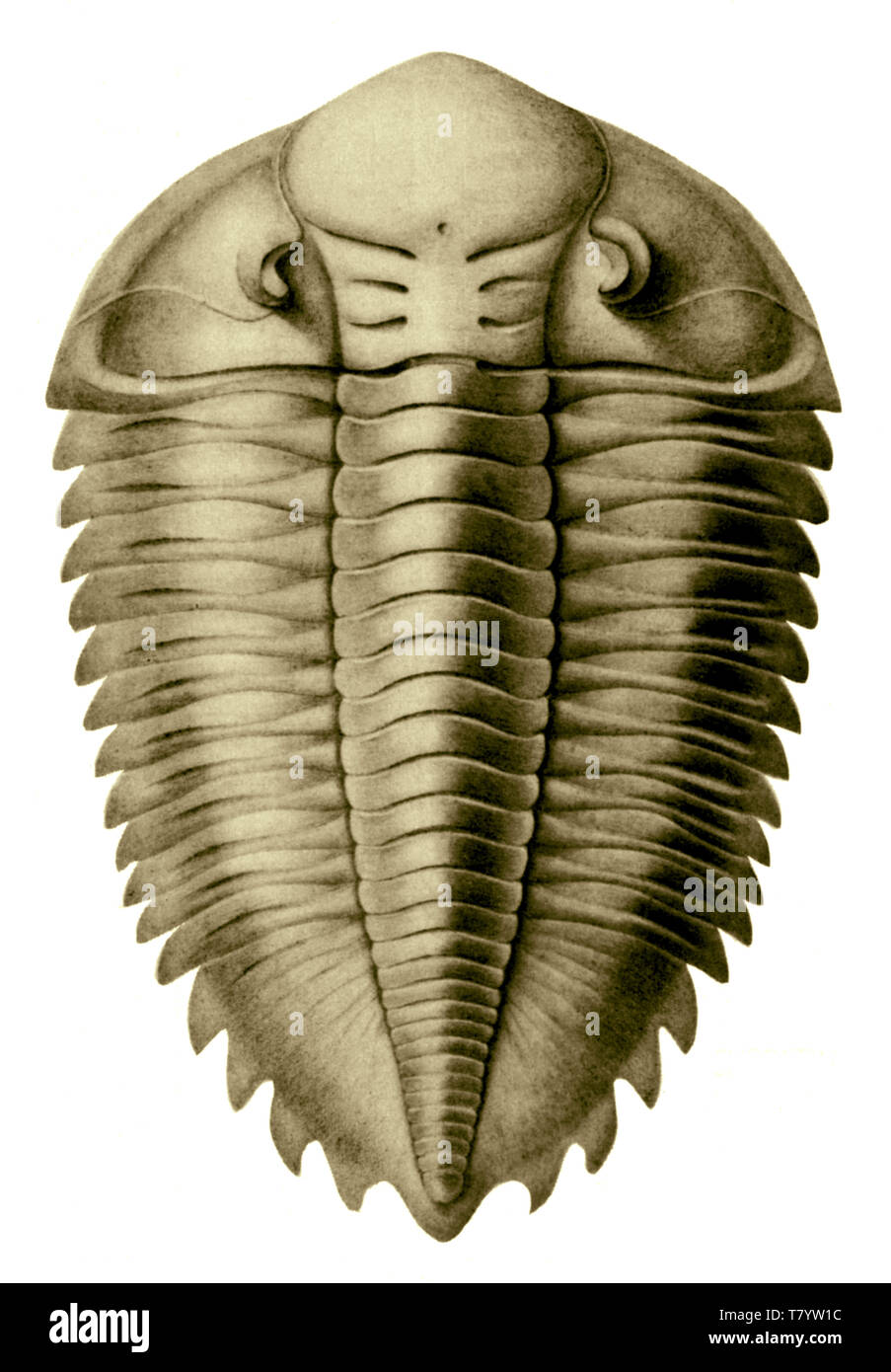 L'oeuvre de trilobites Banque D'Images