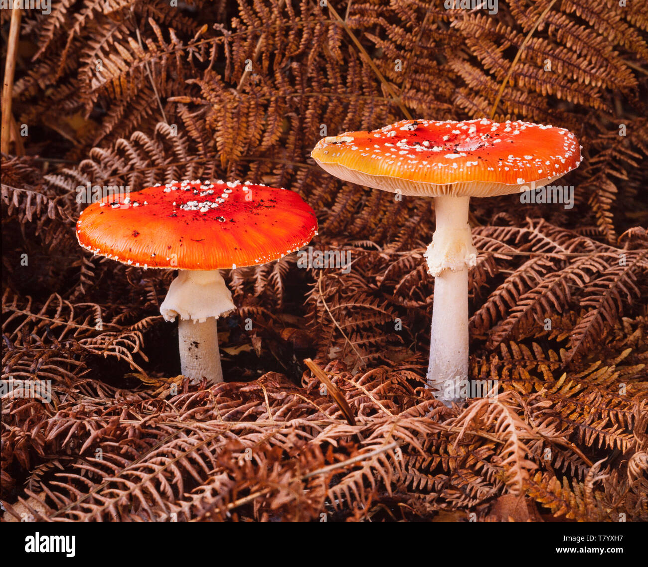 Agaric Fly toadstools, Amanita muscaria, Automne, Wendover woods, UK Banque D'Images