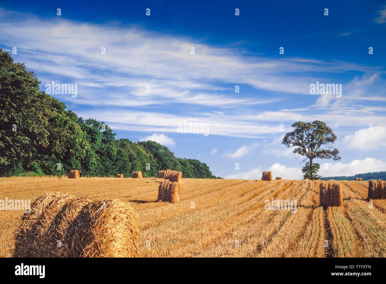 Harvest time UK, hay bale bobines dans un champ de blé coupé, plein soleil Banque D'Images