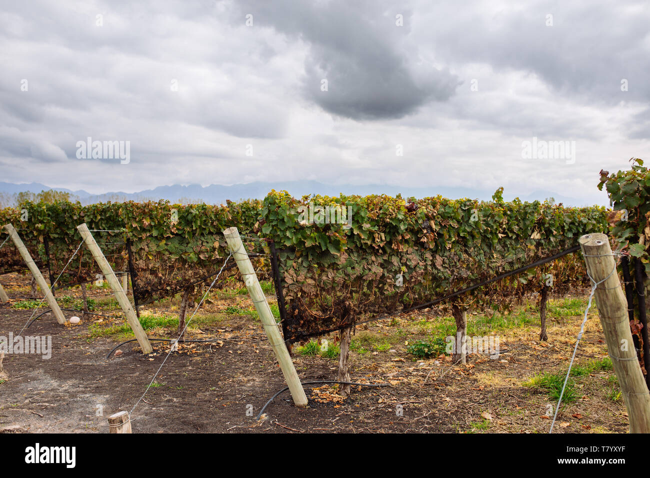 Plants de vignes paysage avec ciel couvert en Bodega Septima, Agrelo, Lujan de Cuyo, Mendoza, Argentine Banque D'Images
