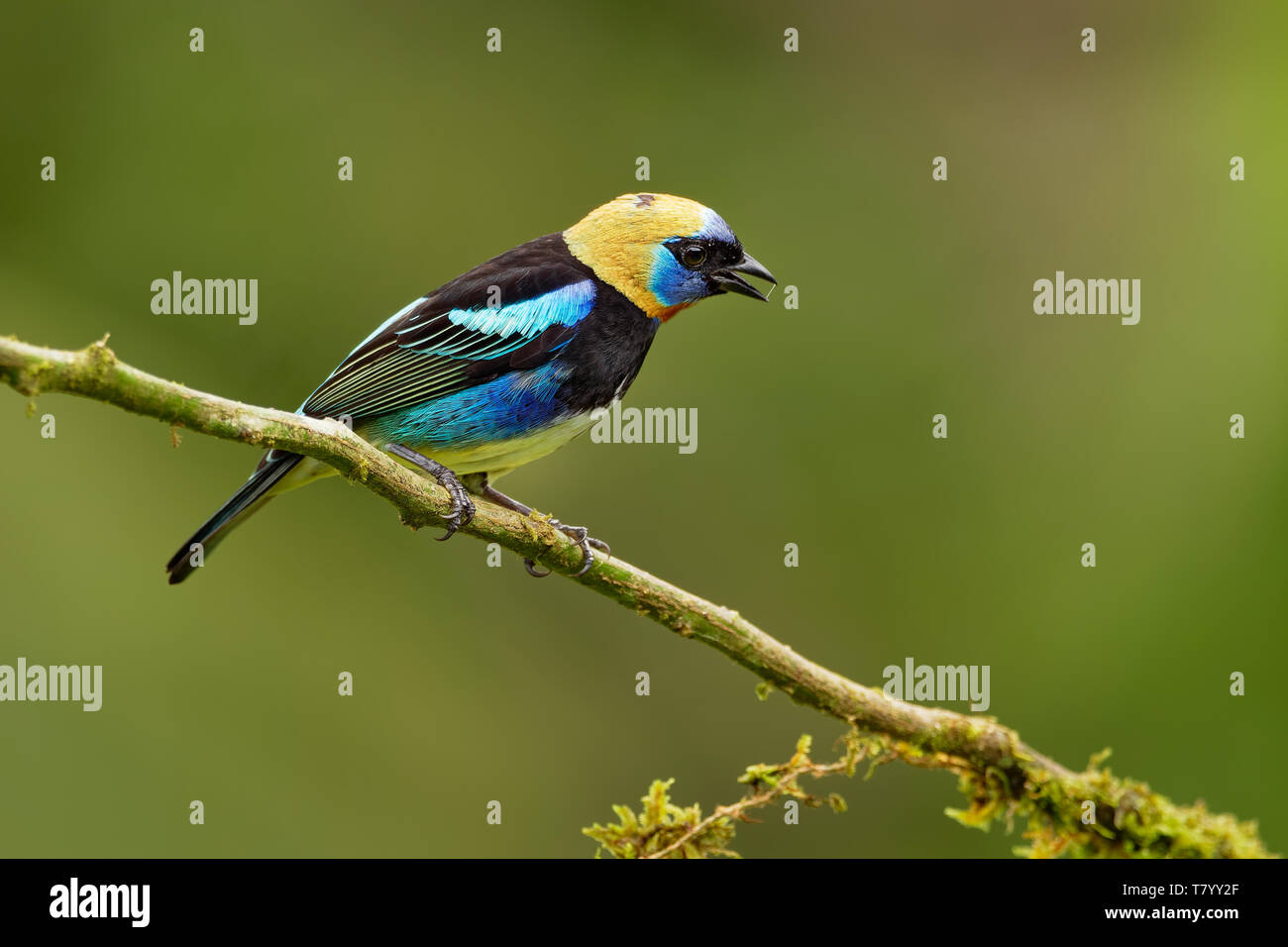 Tangara à capuchon doré - Tangara larvata moyennes passereau. Ce tanager est un résident source du sud du Mexique au sud à l'ouest de l'Équateur Banque D'Images