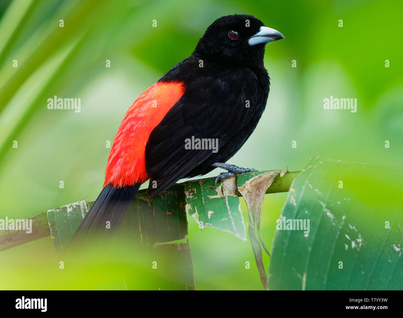 Tangara à croupion rouge - Ramphocelus passerinii moyennes passereau. Ce tanager est un résident dans le sélectionneur de basses terres des Caraïbes souther Banque D'Images