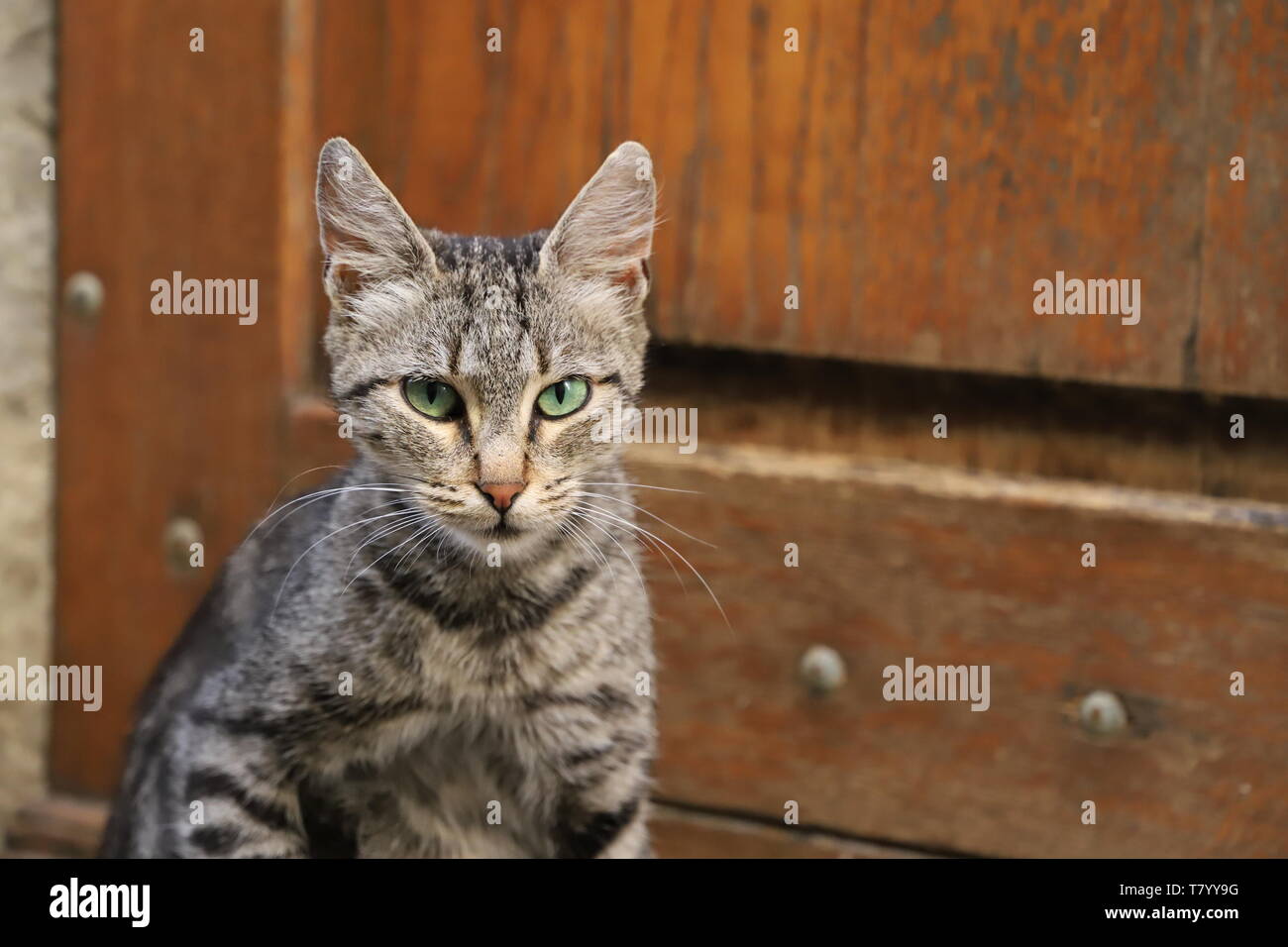 Les Chats du monde. Banque D'Images