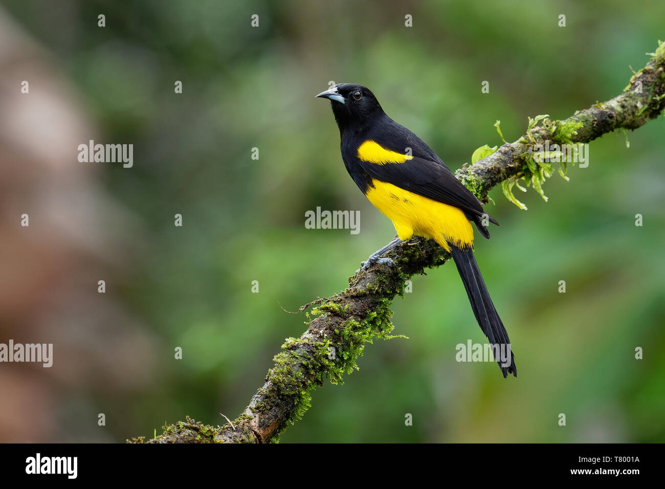 Black-cowled Oriole Icterus prosthemelas - jaune et noir oiseau de la famille des Icteridae, trouvés dans la moitié est de la partie continentale de l'Amérique centrale en su Banque D'Images