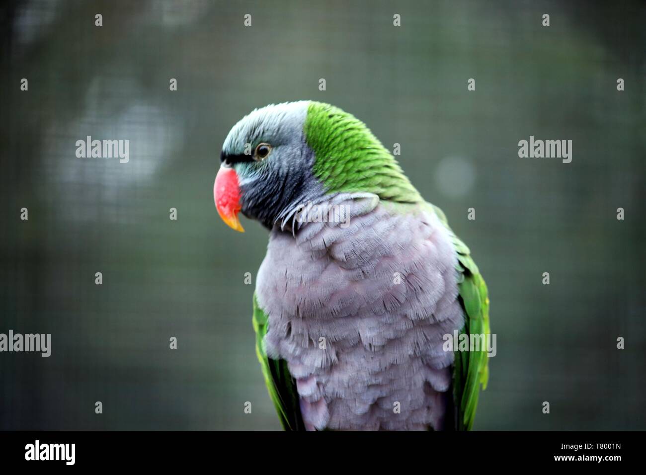 Oiseaux de zoo. Parrot. Banque D'Images