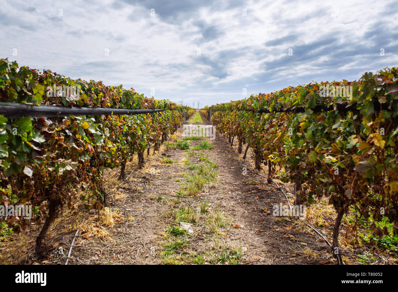 Plants de vigne en paysage Bodega Septima, Agrelo, Lujan de Cuyo, Mendoza, Argentine Banque D'Images