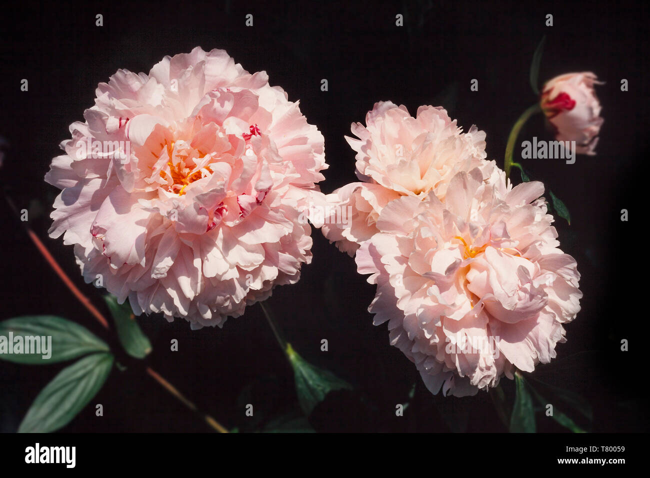 Fleur de pivoine double dans Showtime, Banque D'Images