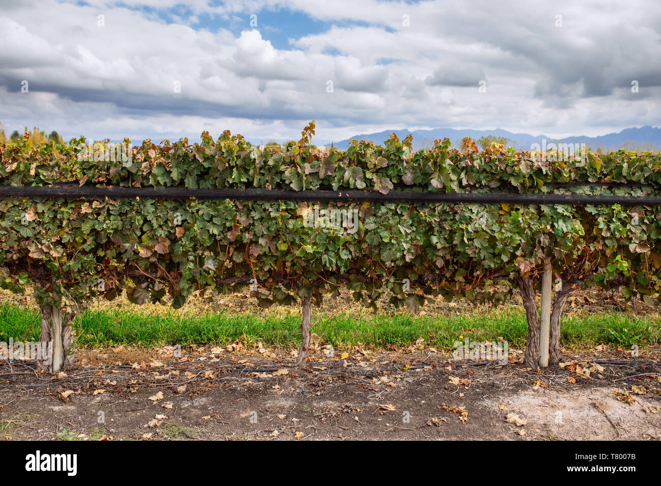 Plants de vigne en paysage Bodega Septima, Agrelo, Lujan de Cuyo, Mendoza, Argentine Banque D'Images